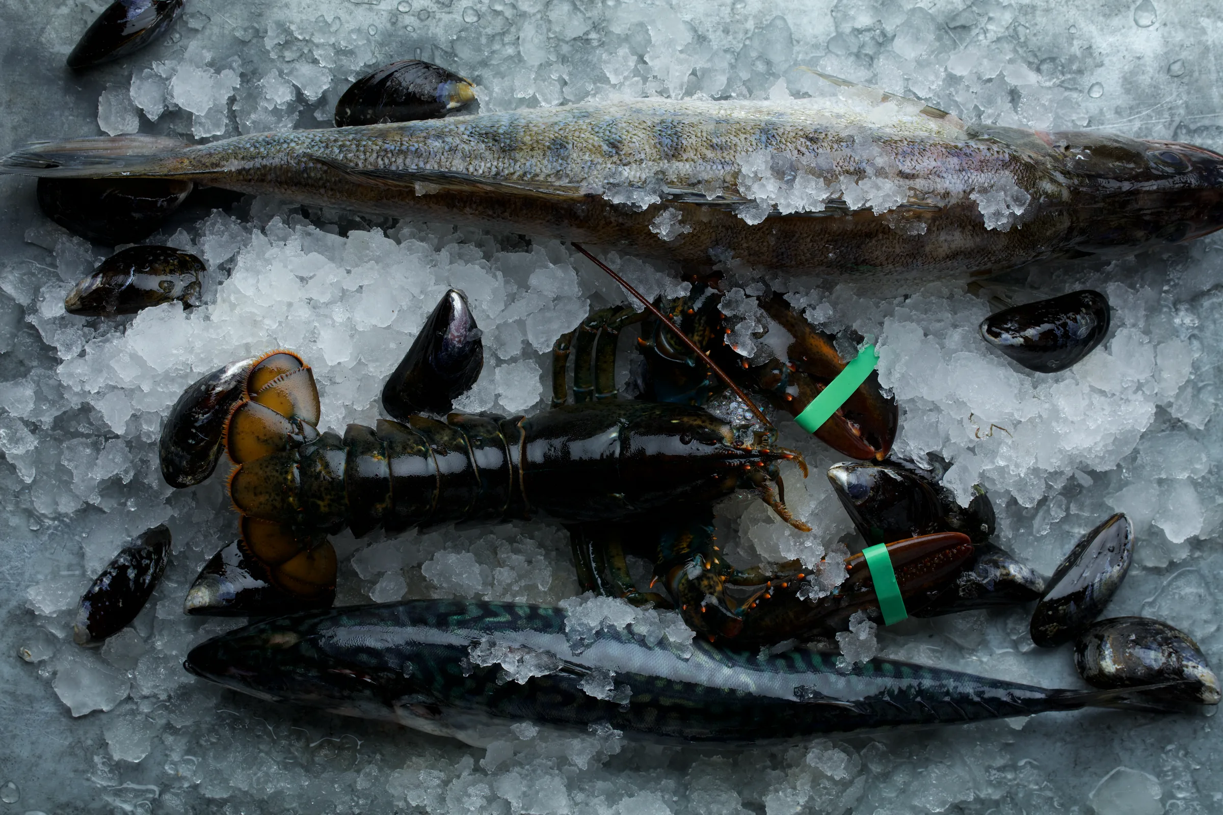 Fisk, hummer och mussla på krossad is